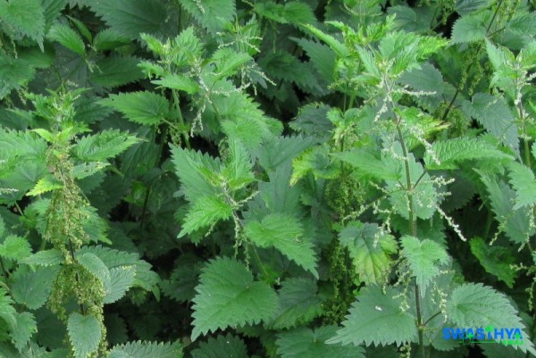 सिस्नो: नेपाली डाँडामा उम्रने वनस्पति, स्वास्थ्यका लागि अमूल्य स्रोत