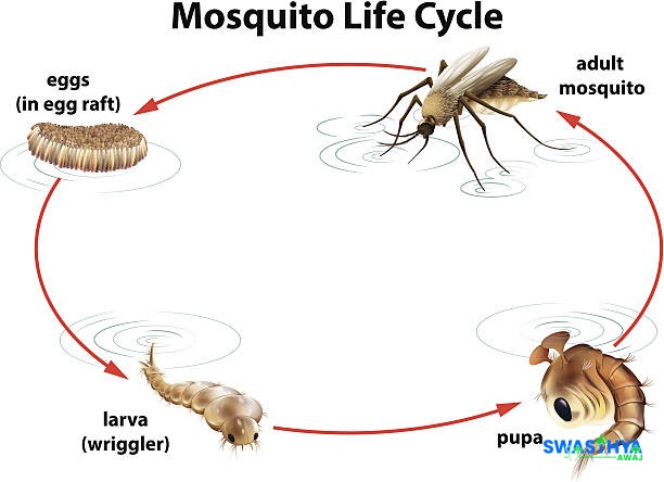 कञ्चनपुरमा डेंगु नियन्त्रणका लागि लार्भा खोजी र नष्ट गर्ने अभियान सुरु