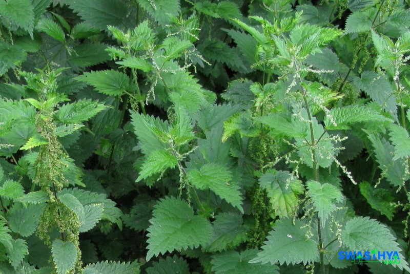 सिस्नो: नेपाली डाँडामा उम्रने वनस्पति, स्वास्थ्यका लागि अमूल्य स्रोत